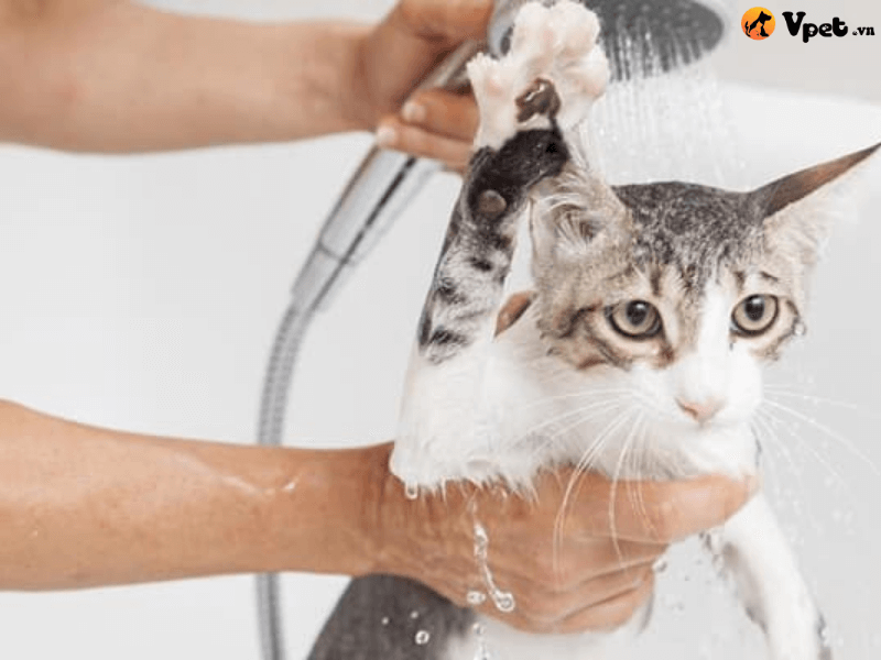 Điều trị nhiễm nấm (Malassezia pachydermatis) cho mèo